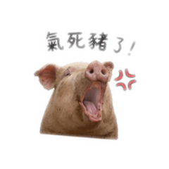 豬豬來襲嘍