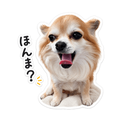 Boni Stickers_20260509192847