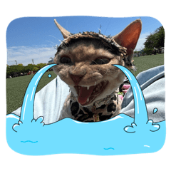 rio_20260509193516