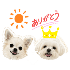 solsol_20260509165612