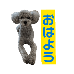perfectdog"Mickey"