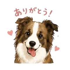 Cute sable Border Collie stickers