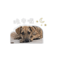 青福的日常