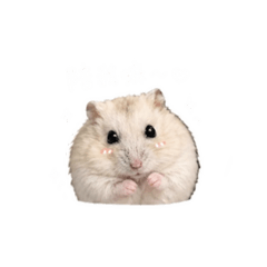 親愛的阿肥❤️