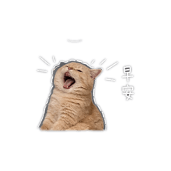 貓弟生活