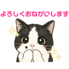 hachiware shechan