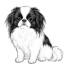 Suncrop 084 Japanese Chin