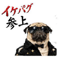 Funny poses from a handsome pug.