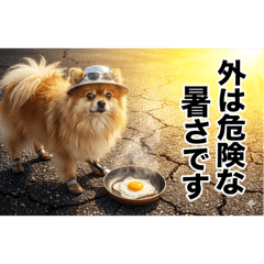 極限生存博美狗