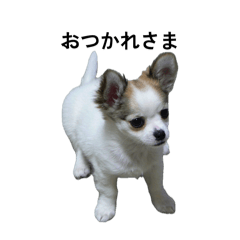 Umi_hamster_20260509234201