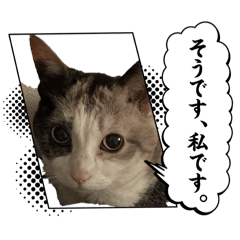 nyankobiyori_20260509234506
