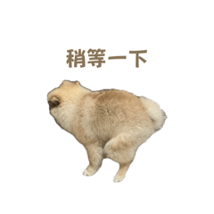 路卡利歐小狗