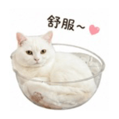 Maru 馬魯可愛死