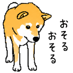 A slightly clumsy and shy Shiba Inu