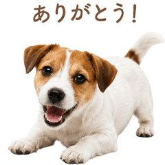 Sweet Jack Russell Terrier Greetings JP