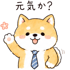 Dad Shiba From Home