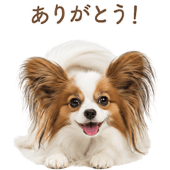 毎日使える♪かわいいパピヨン - LINE スタンプ | LINE STORE