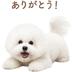 Sweet Bichon Frise Greetings JP