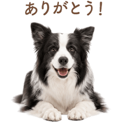 Sweet Border Collie Greetings JP