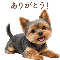 Sweet Yorkshire Terrier Greetings JP