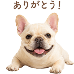 Sweet French Bulldog Greetings JP