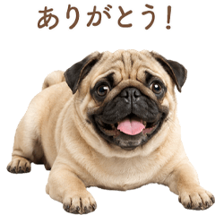 Sweet Pug Greetings JP