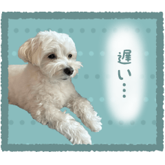 fluffy dog maltipoo Sticker-White