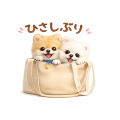 My Pomeranian Daily Stickers
