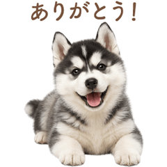 Sweet Siberian Husky Greetings JP