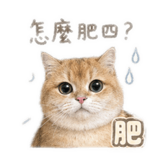 肥肥可可愛愛