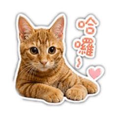可愛小橘貓湯圓