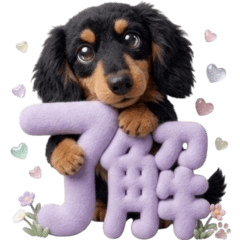 Sweet Woolly Miniature Dachshunds