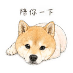 ㄇㄛ柴柴寶貝