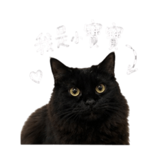 布朗尼臭貓
