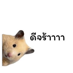NuuNoi55
