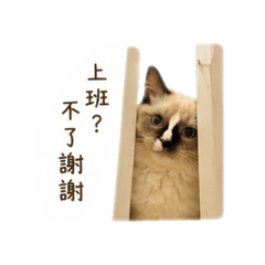 曹皮皮