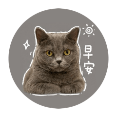 藍貓芋泥小公主