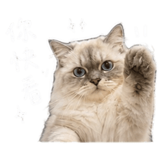 栗栗喵