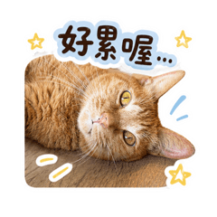 Cat Full house