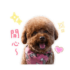 cookie 生活篇