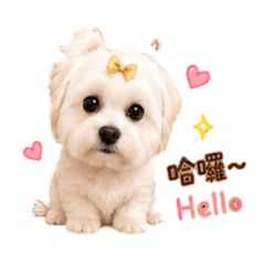 胖胖 CEO