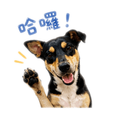 阿肥日常問候1