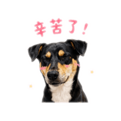 阿肥日常問候3