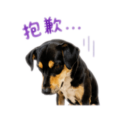 阿肥日常問候2