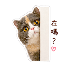 麵茶喵喵