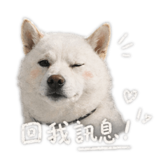 蒜頭小胖胖