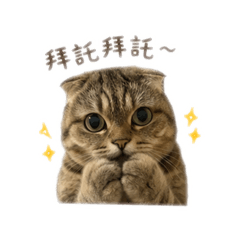 元寶喵喵喵