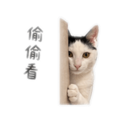 Angie日常