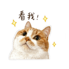 寶貝咪的可愛日常