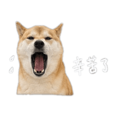 Buddy超可愛